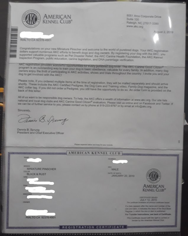 AKC PAPERs.jpg AKC PAPERs.jpg