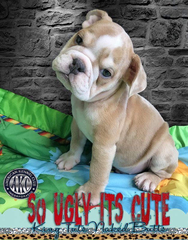 English Bulldog Puppy Merle Male