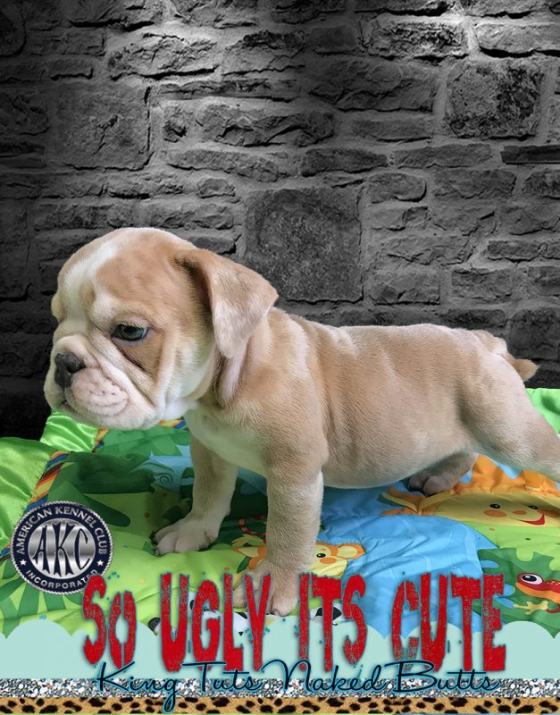 English Bulldog Puppy - SoUglyItsCute - brutus - 1 f.jpg