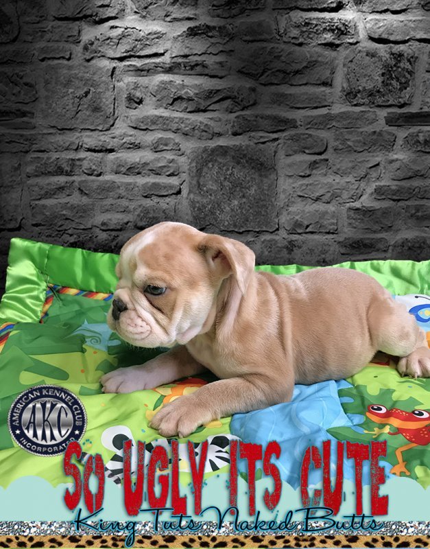 English Bulldog Puppy - SoUglyItsCute - brutus - 1 b.jpg