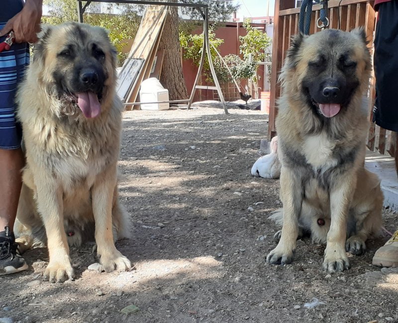 Caucasian Ovcharkas for Sale
