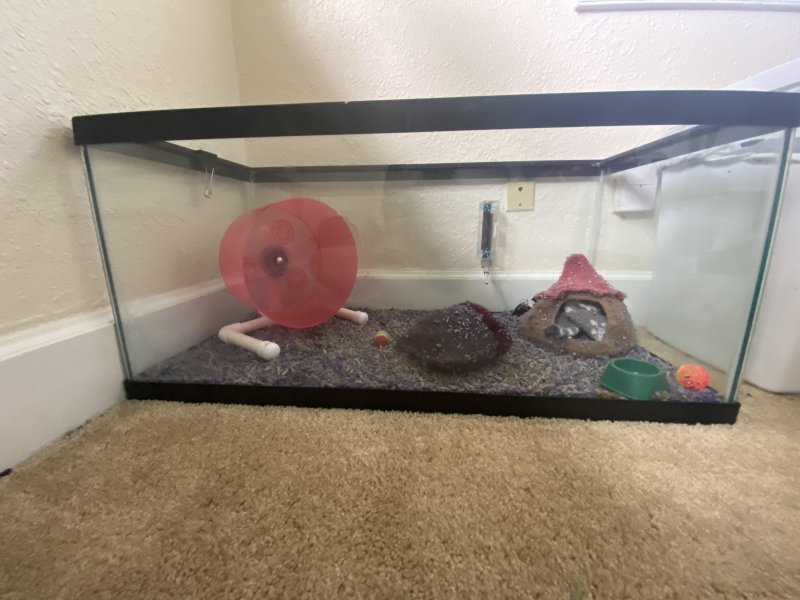 Hedgehog tank 2.jpg