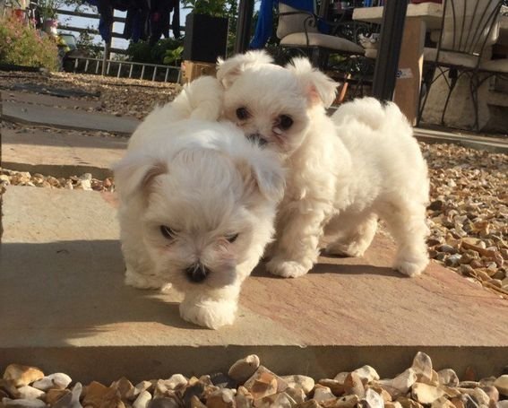 1875b69c79c8dcc5-Beautiful-Maltese-puppies.jpg 1875b69c79c8dcc5-Beautiful-Maltese-puppies.jpg