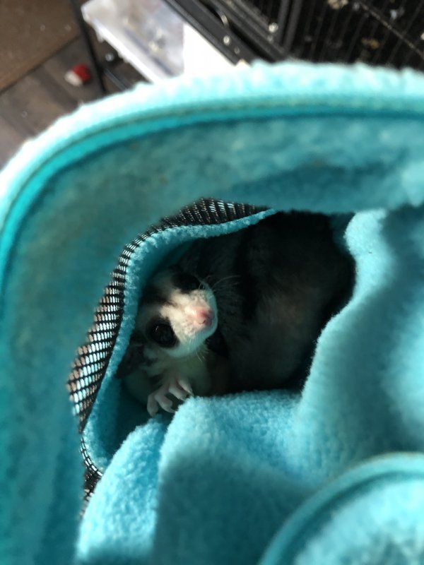 2 Sugar Gliders + All Accessories