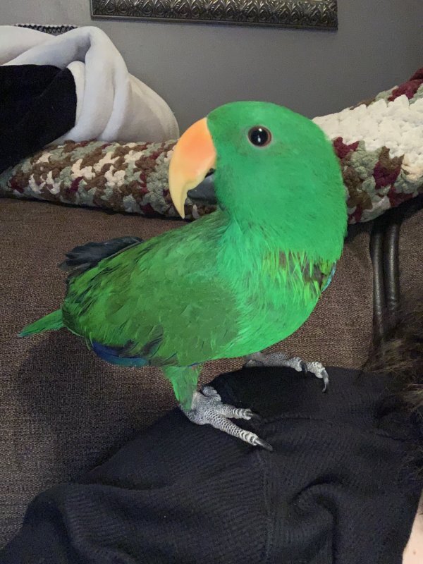 chico.jpg