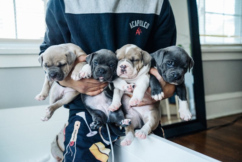 Puppies!-62.jpg Puppies!-62.jpg