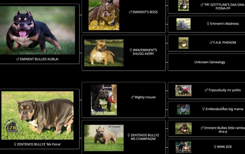 HATCHET PEDIGREE.JPG