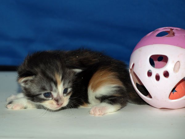 torbie3.jpg
