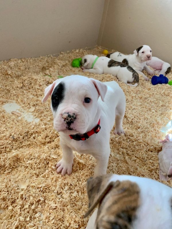 Puppy 2.jpg