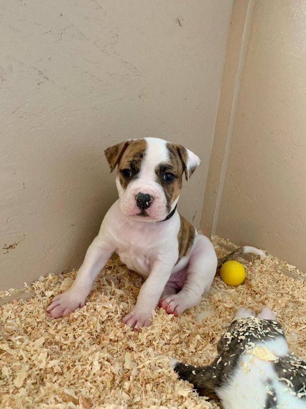 Puppy 3.jpg
