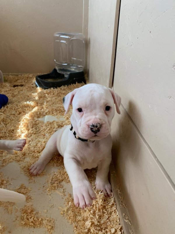Puppy 4.jpg