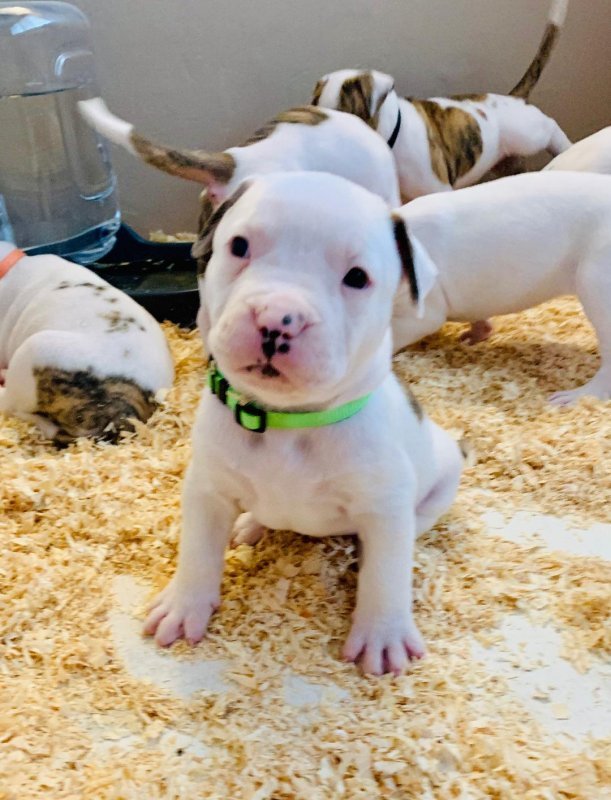 Puppy 7.jpg