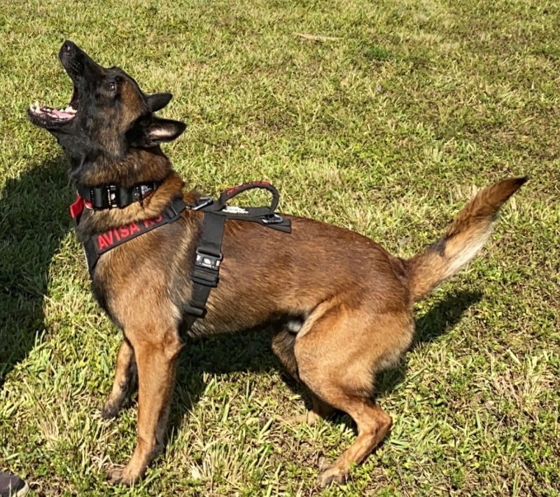Kahuna-avisa-k9-belgian-mailinois.jpeg