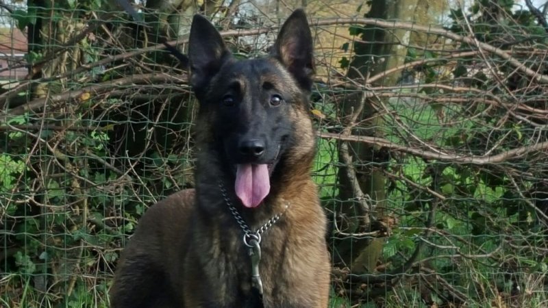 Ana-avisa-k9-belgian-malinois.jpg