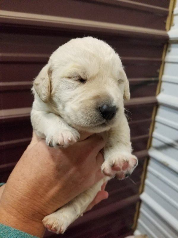 Labradoodle female #1.jpg