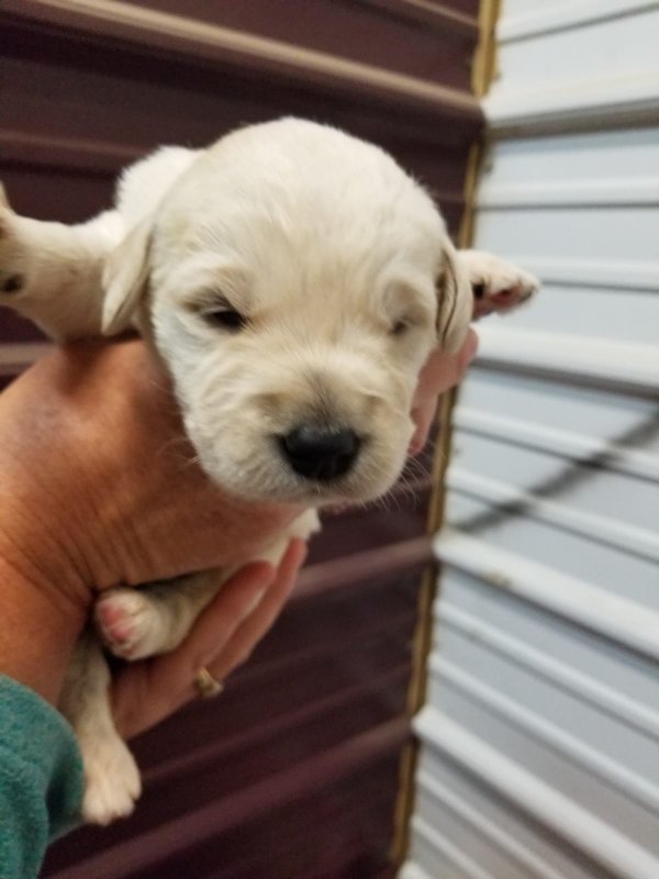 Labradoodle male #1.jpg