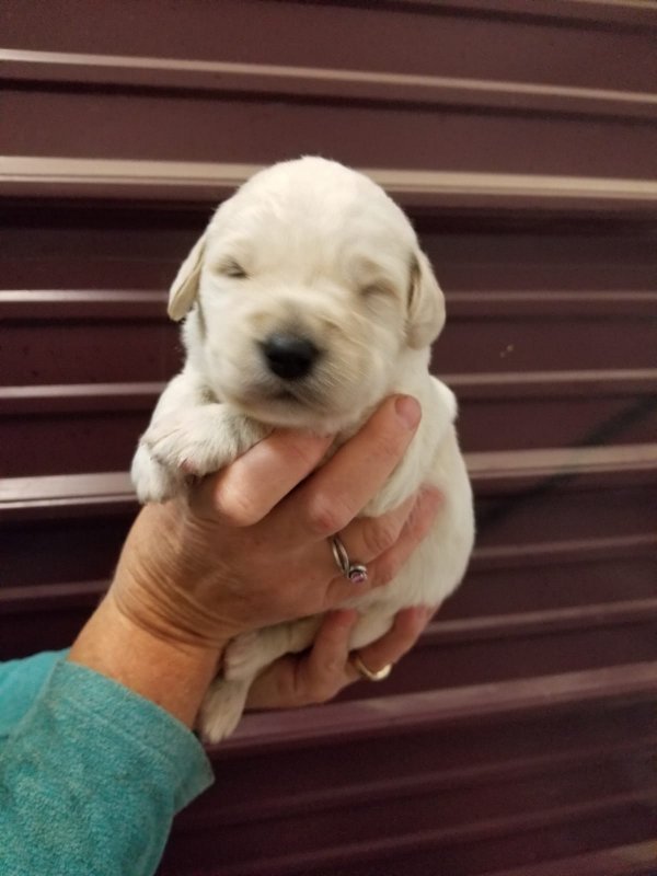 Labradoodle male #2.jpg