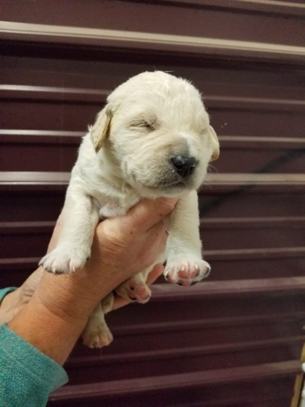 Labradoodle male #3.jpg