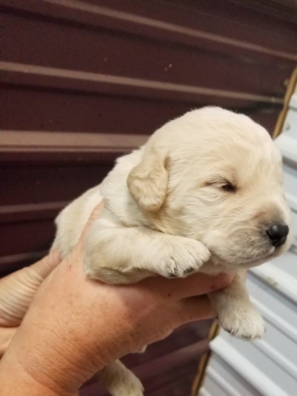Labradoodle male #6.jpg