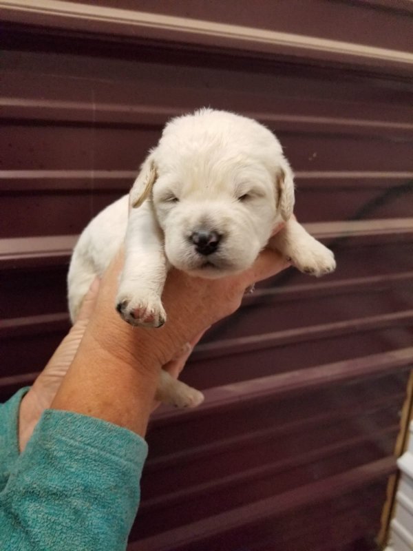 Labradoodle male #5.jpg