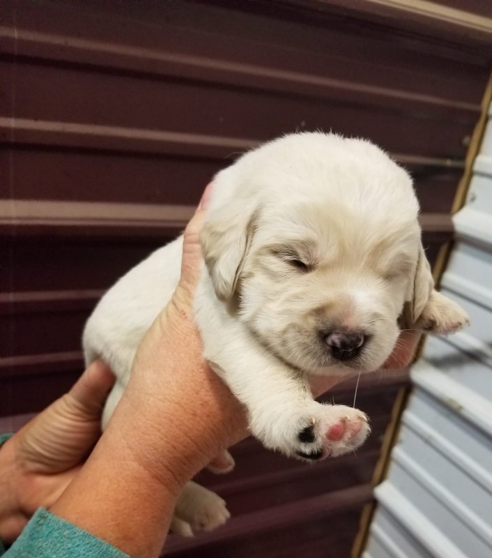 Labradoodle male #4.jpg
