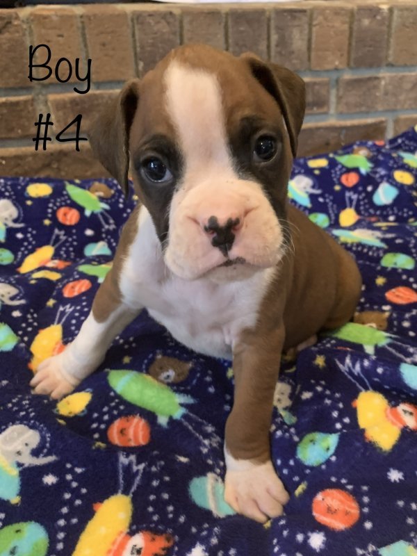 AKC Boxer Puppies