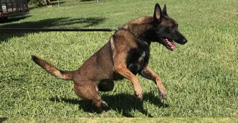 larco-avisa-k9-belgian-maliois.jpg larco-avisa-k9-belgian-maliois.jpg