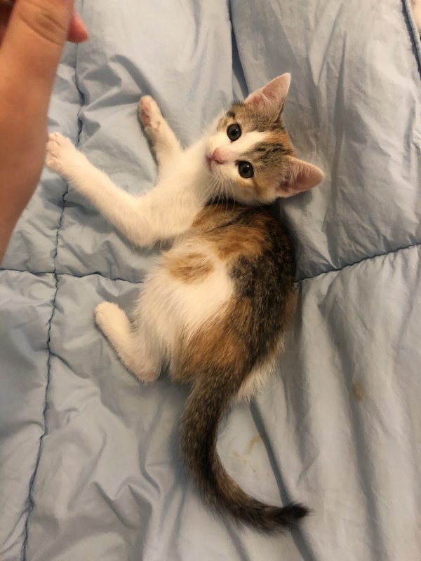 Calico Kitten for Adoption in Miami, Florida