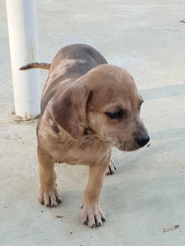 pup.jpg