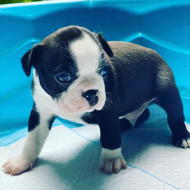 Boston Terrier Puppies for Sale in Tampa, Florida
