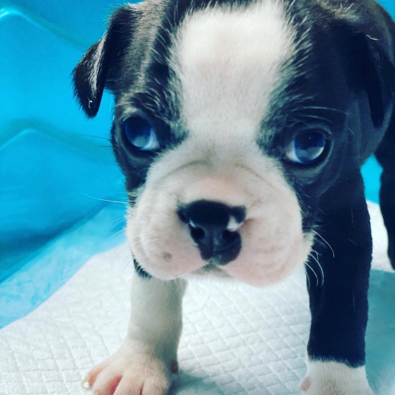 Boston Terrier Puppies for Sale in Tampa, Florida