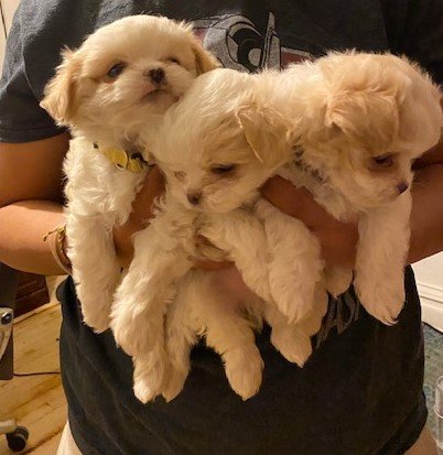 puppies.jpg