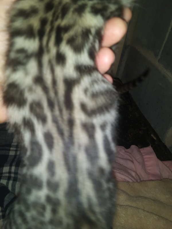 male kitten 1.jpg