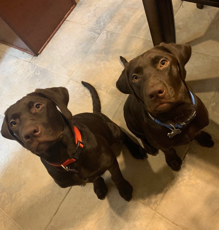 2 Purebred Chocolate Labs for Sale 6 Month Old Puppies