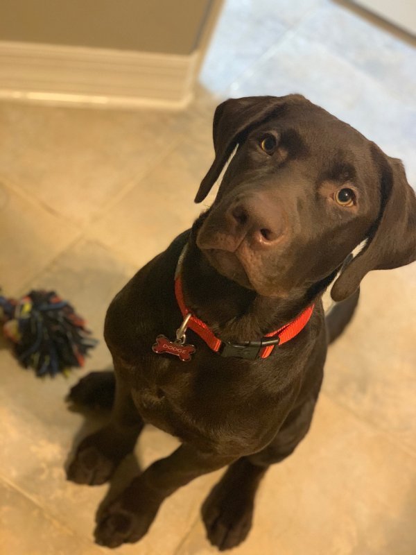 2 Purebred Chocolate Labs for Sale 6 Month Old Puppies
