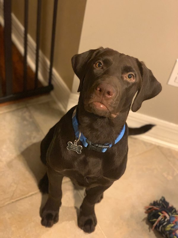 2 Purebred Chocolate Labs for Sale 6 Month Old Puppies
