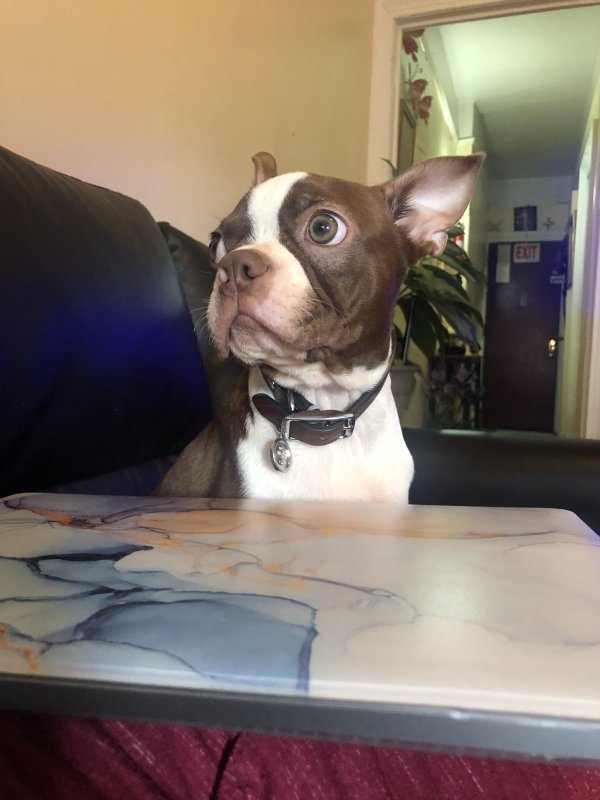 5 Month Old Boston Terrier Puppy for Sale in New York