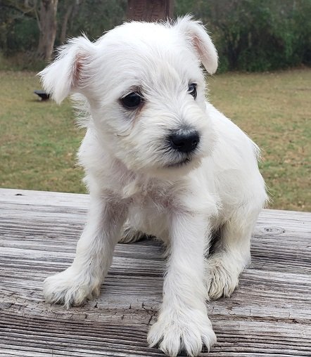WhitePup1.jpg