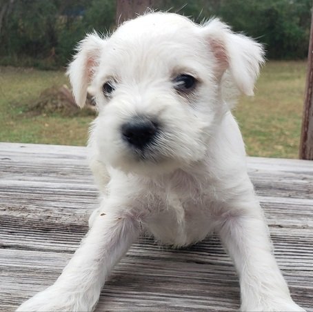 WhitePup2.jpg
