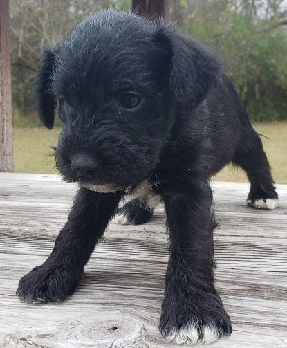 BlackPup1.jpg