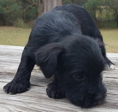 BlackPup2.jpg