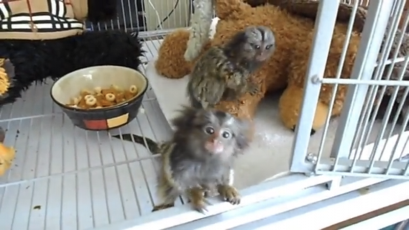 marmoset-monkeys-for-sale_orig.png