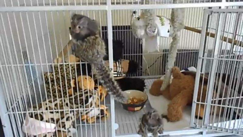 marmoset-monkeys-for-sale-near-me_orig.png