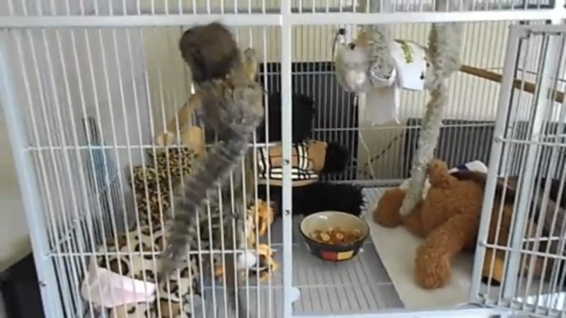 pygmy-marmoset-monkeys_orig.png