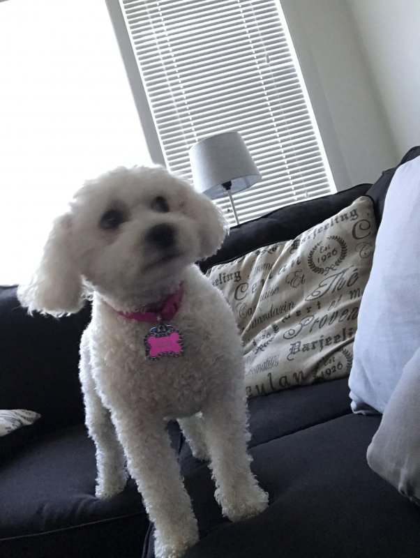 Sophie.jpg