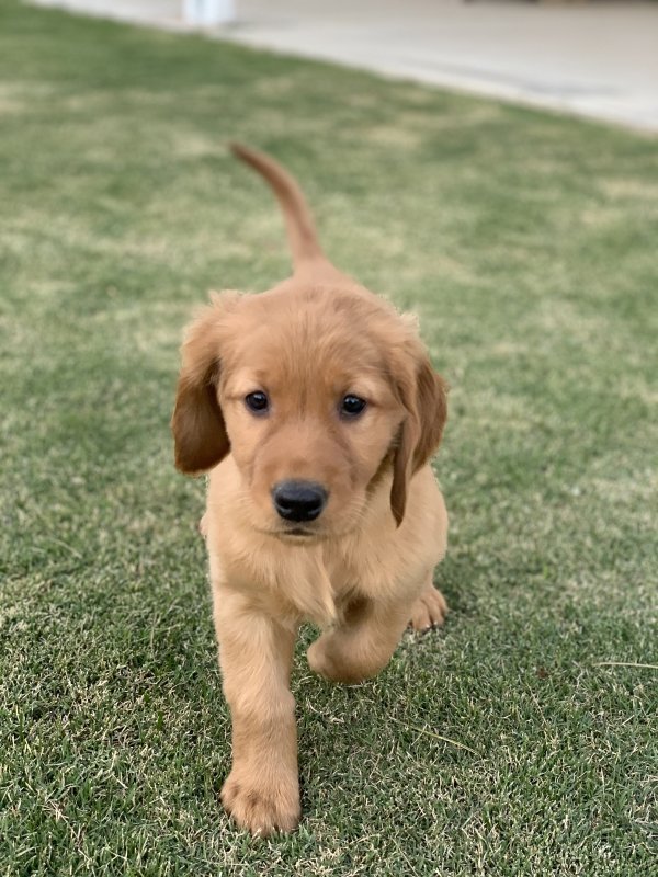 Golden Retriever Puppy for Sale