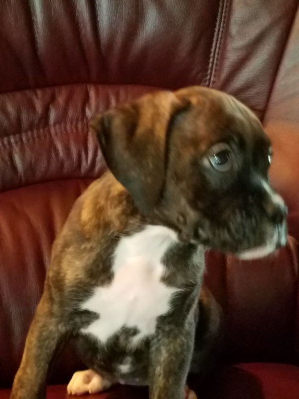 Blossom_8weeks.jpg