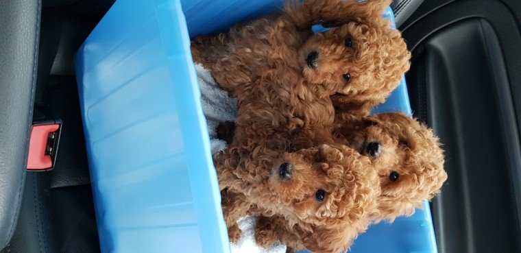 red-miniature-x-toy-poodles-5f9143ce2176e.jpg red-miniature-x-toy-poodles-5f9143ce2176e.jpg