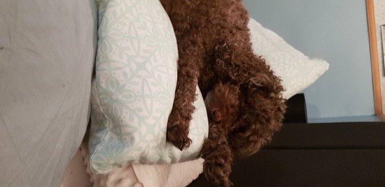 red-miniature-x-toy-poodles-5f914448d411b.jpg