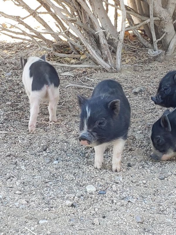 piglet 13.jpg